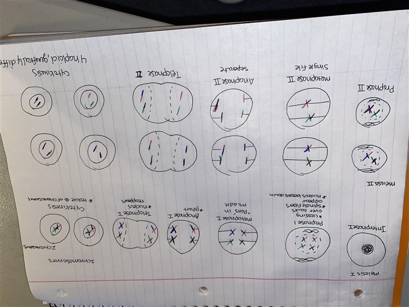 Discuss meiosis 1 and 2 using illustration?-example-1