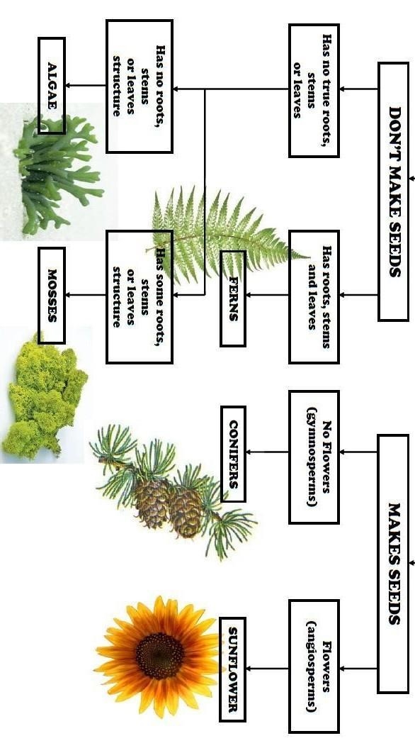 HELP PLEASEEEE Assignment The Plant Kingdom Diagram For this assessment, you will-example-1