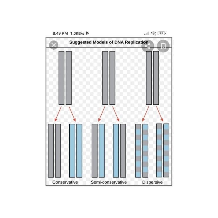 Using diagram only,describe the three method of replication of double stranded DNA-example-1