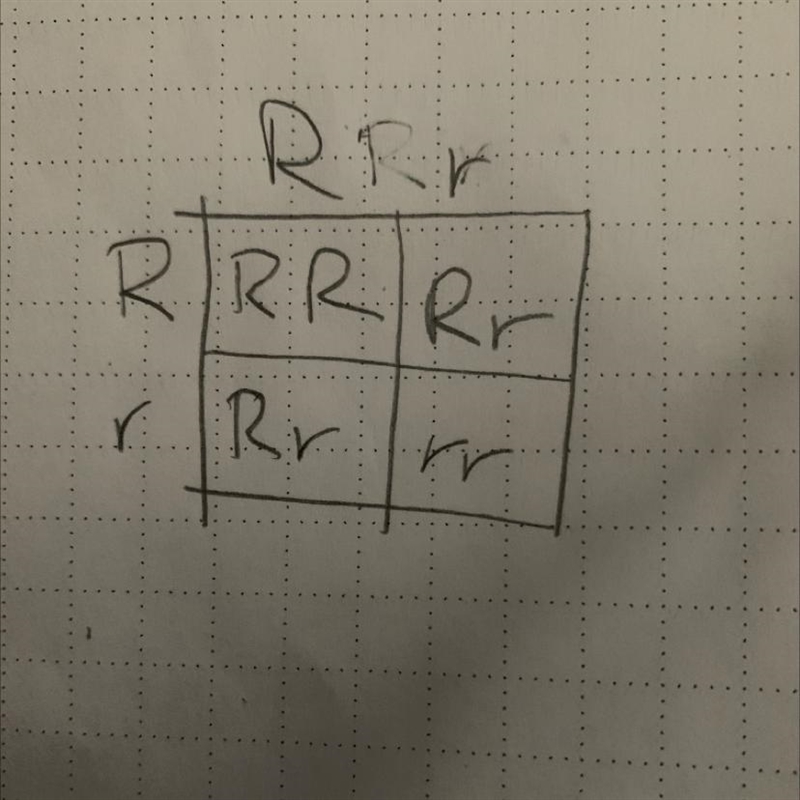 If you cross parent 1 (Rr) with parent 2 (Rr), what percentage of the offspring will-example-1