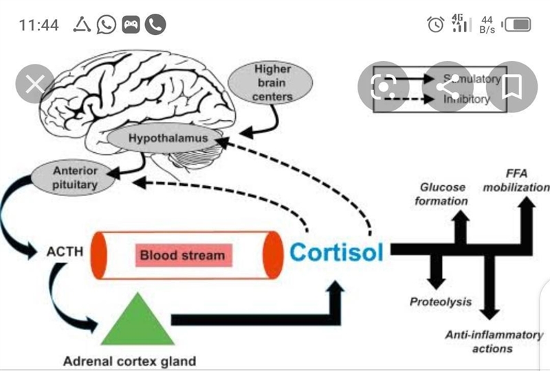 PLEASE HELP I HAVE AN EXAM !!! With the aid of a diagram, show how secretion of cortisol-example-1