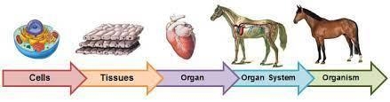 Why are cells considered to be the basic units of life? A. Cells have their own organs-example-1