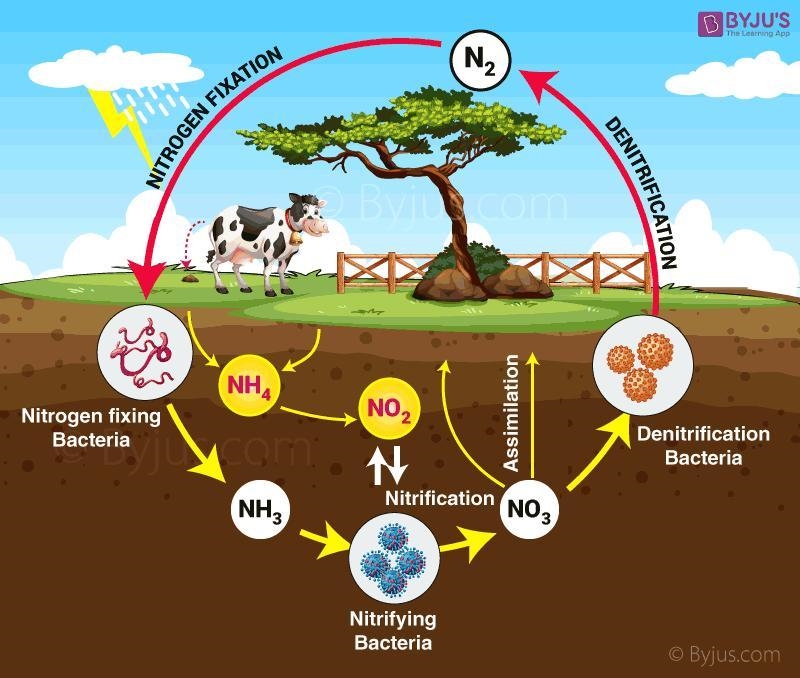 What is an element/compound that is cycled through ecosystem?-example-1