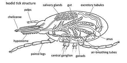 Diagram of a tick with labels​-example-1