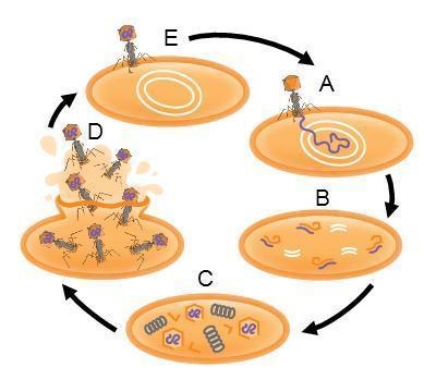 The diagram to the right represents the lytic What is occurring at step c-example-1