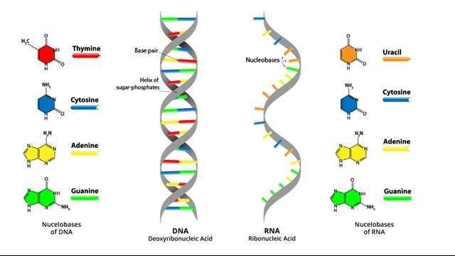 Would the amount of cytosine and guanine be equal to each other in an RNA molecule-example-1