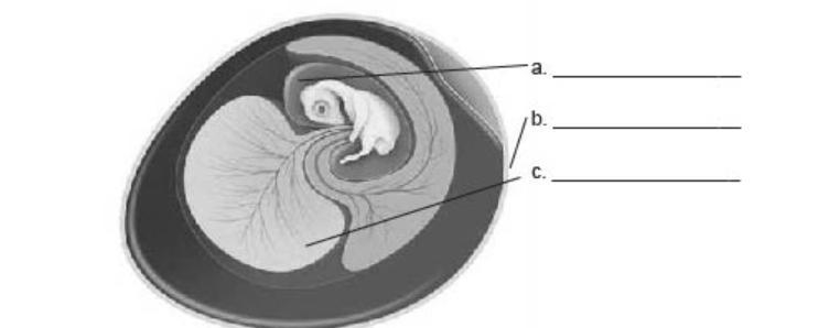 This diagram is of an amniote egg. What is the correct label for A in this diagram-example-1