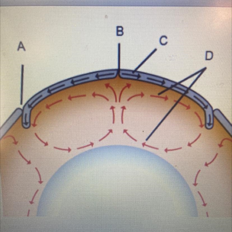 Choose the appropriate term for each labeled part of the image. Label A (ridge core-example-1