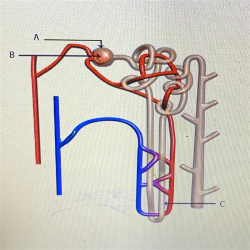 С Which part of the nephron conserves water and minimizes the volume of urine? O a-example-1