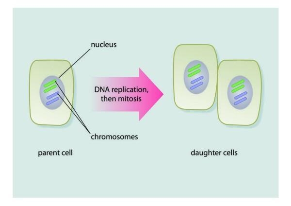 Which type of cell is shown in the figure? A: Triploid cell B: Diploid cell C: Polyploid-example-1