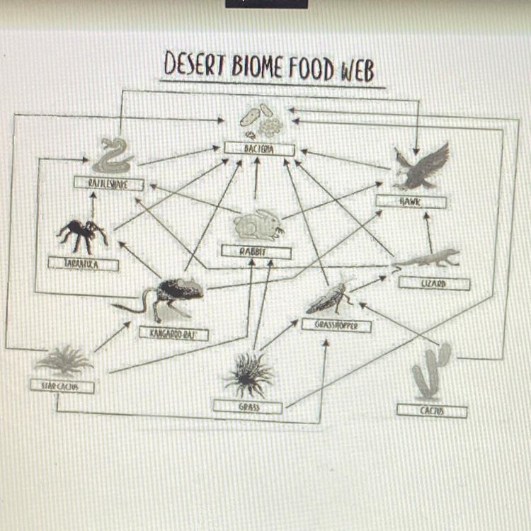 What are the Omnivores in this food web?-example-1