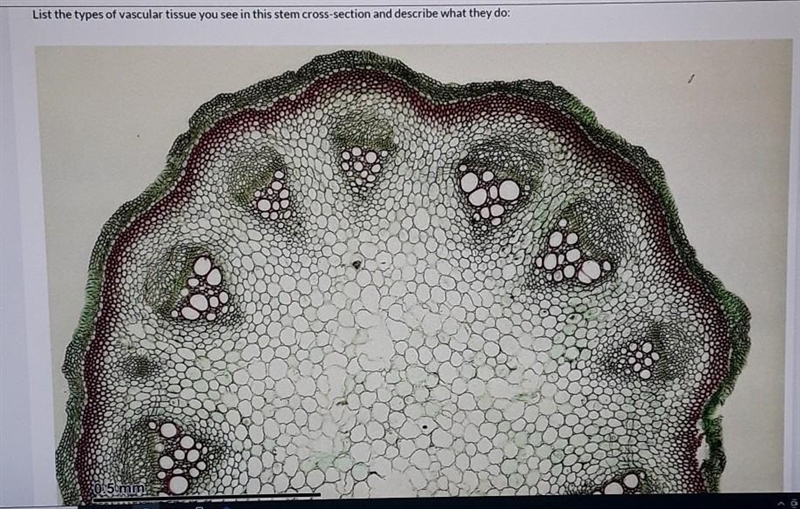 List the types of vascular tissue you see in this stem cross-section and describe-example-1