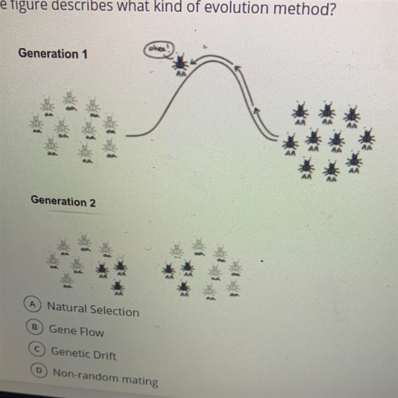 The figure describes what kind of evolution method? A. Natural selection B. Gene flow-example-1