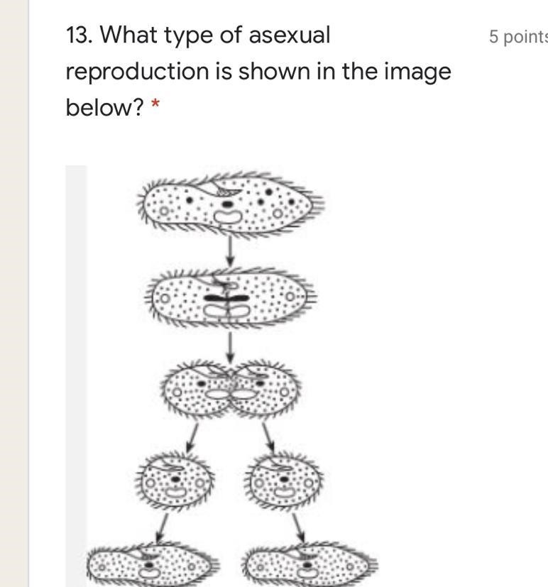 What type of asexual reproduction is shown in the image below? A)Binary Fission B-example-1