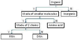 **25 POINTS** DNA is an organic molecule that is the code of life. DNA is made up-example-1