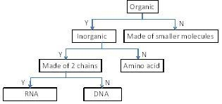 **25 POINTS** DNA is an organic molecule that is the code of life. DNA is made up-example-3