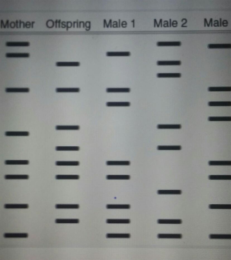 Please help!!! Which male is most likely to be the offspring's father??​-example-1