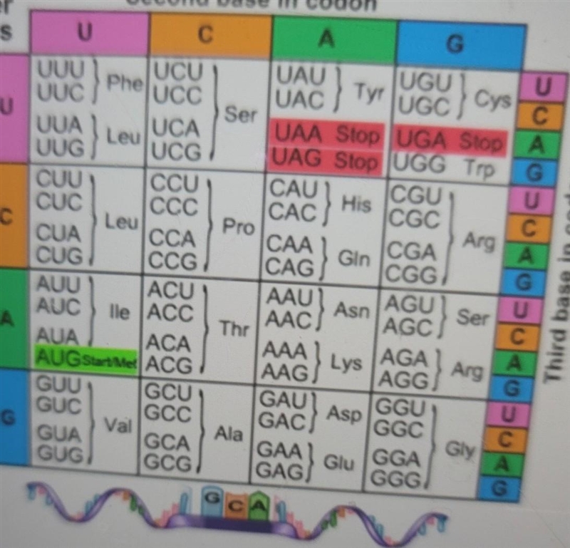 Which codon is the code for the amino acid serine (Ser)? A. AGA B.AGU C.AGG D.UGA-example-1