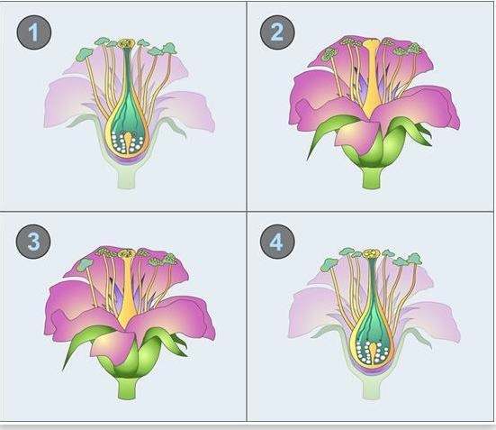 PLS HELP Place the following images in the chronological order that represents the-example-1