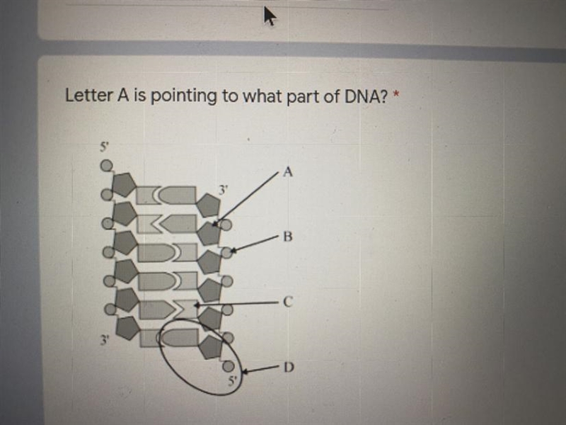 Letter A is pointing to what part of DNA?"-example-1