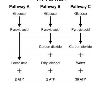 Identify the name of each of the pathways [A, B, C]-example-1