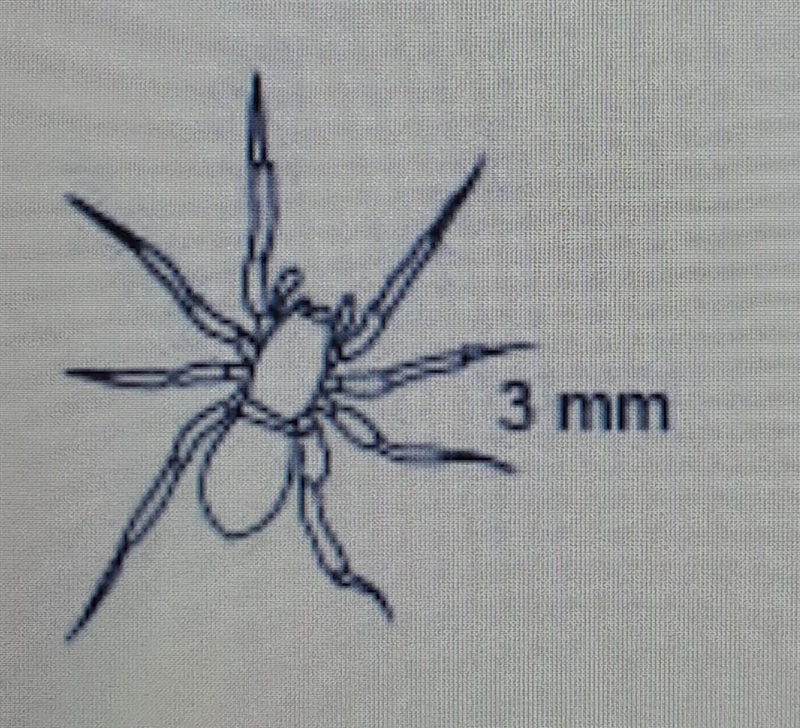 URGENT!!!!!! PLZ HELP!!!!!! An organism and its taxonomic key are shown below. Taxonomic-example-1