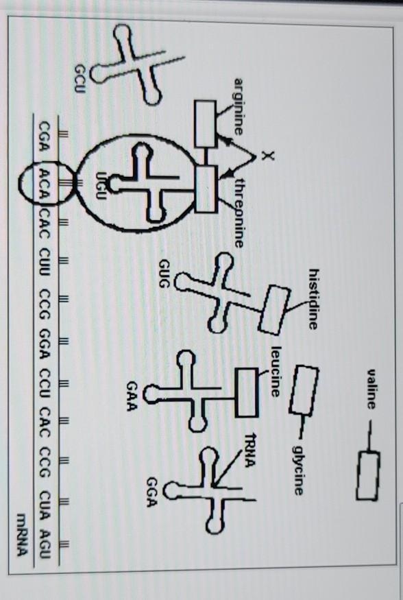 The diagram shows a joining of two amino acids that occurs within cells. The process-example-1