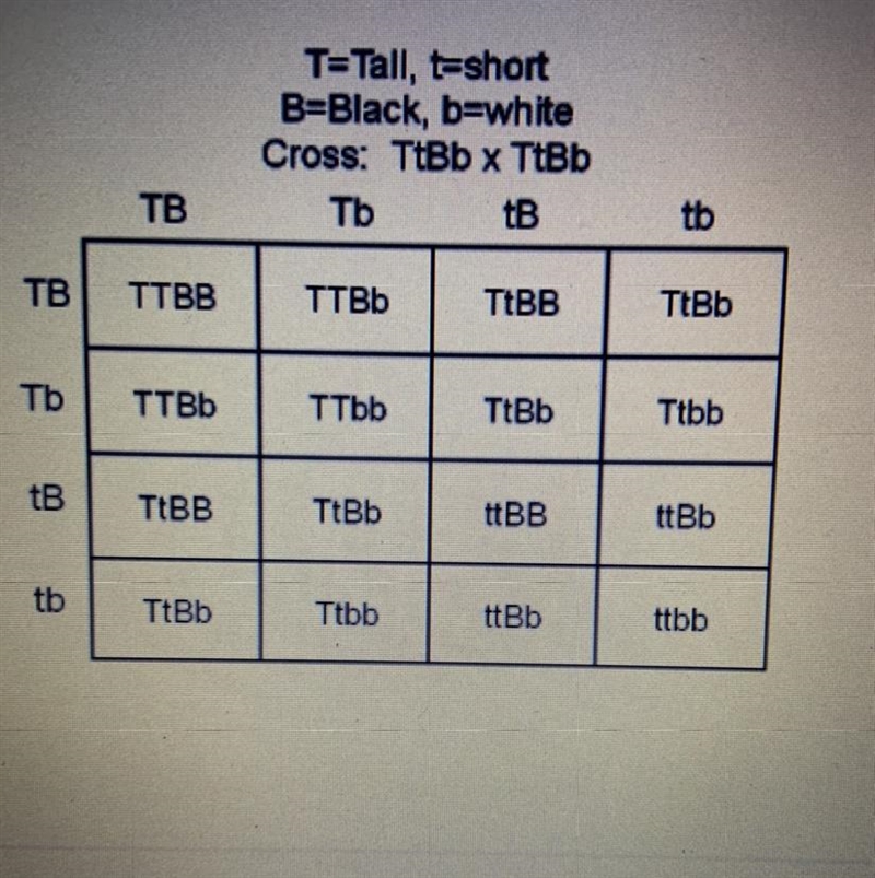 What proportion of offspring will have the same genotype as the parents? A 9/16 B-example-1