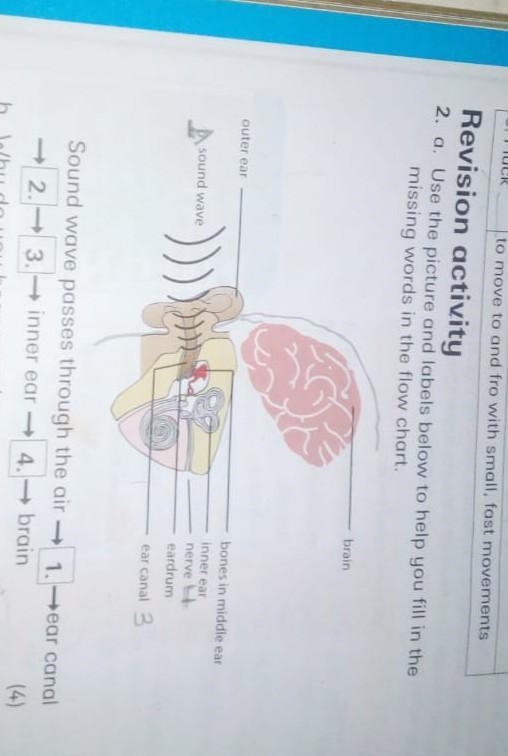 Please help Where does sound waves passes through ​-example-1