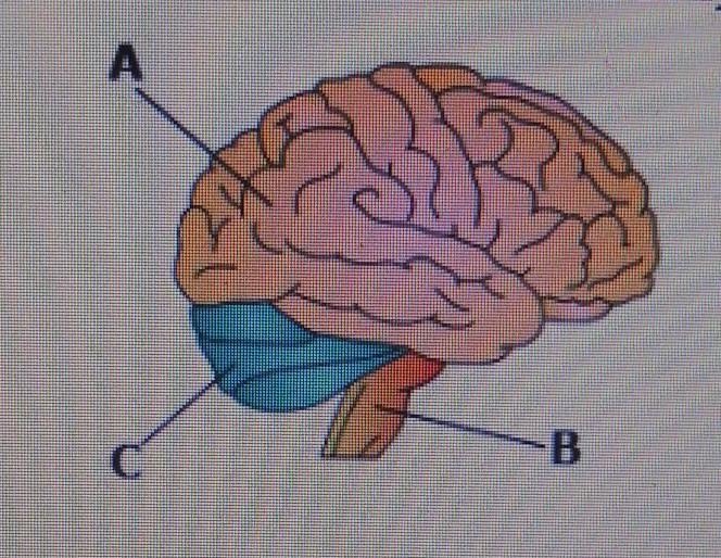 In the diagram below, which part of the human brain coordinates balance, movement-example-1