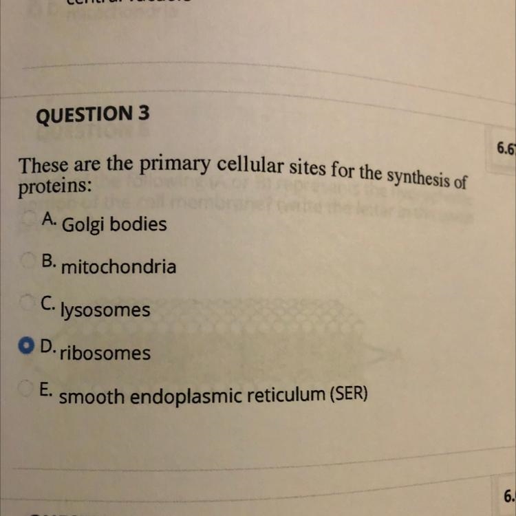 Primary cellular sites for synthesis of proteins-example-1