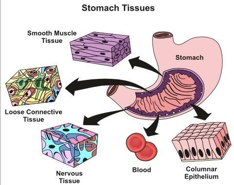 The biological levels of organization range from a single cell all the way up to the-example-1