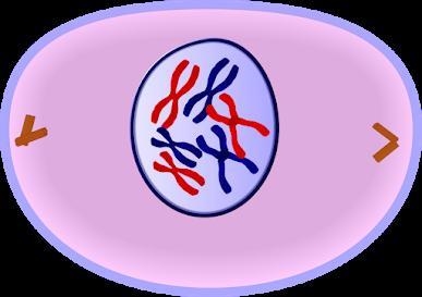 How many chromosomes does this cell have?-example-1