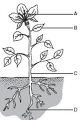 Look at the picture below. In which part of the plant does the most photosynthesis-example-1