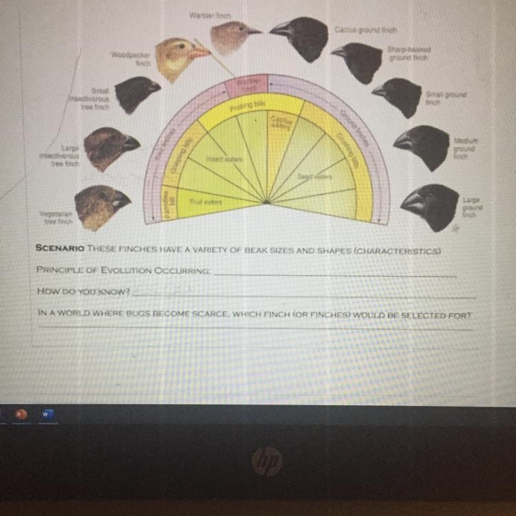 SCENARIO THESE FINCHES HAVE A VARIETY OF BEAK SIZES AND SHAPES (CHARACTERISTICS) PRINCIPLE-example-1