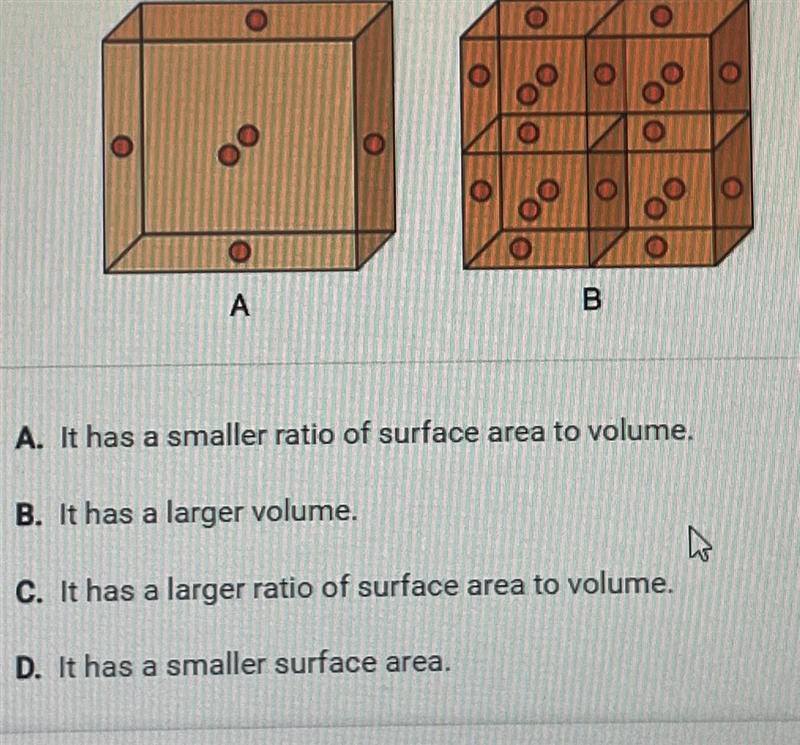 two models of sells are shown below. Why would model b be better for moving nutrients-example-1