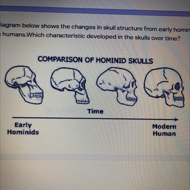 The diagram below shows the changes in skull structure from early hominids to modern-example-1