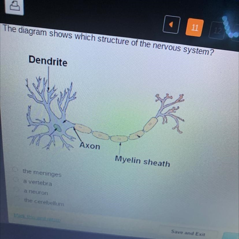 The diagram shows which structure of the nervous system? Dendrite Axon Myelin sheath-example-1