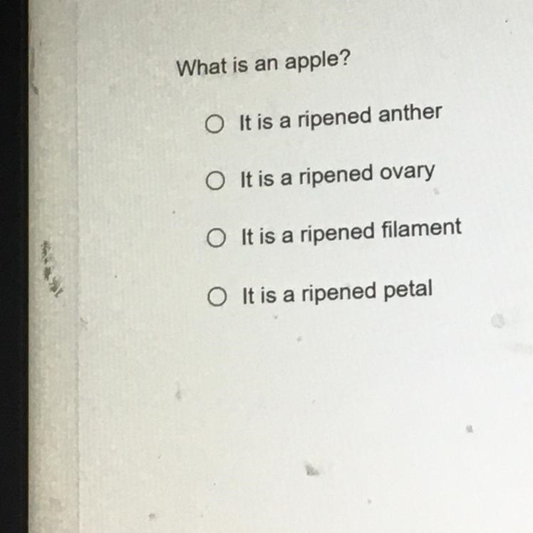 What is an apple??? Please help me-example-1