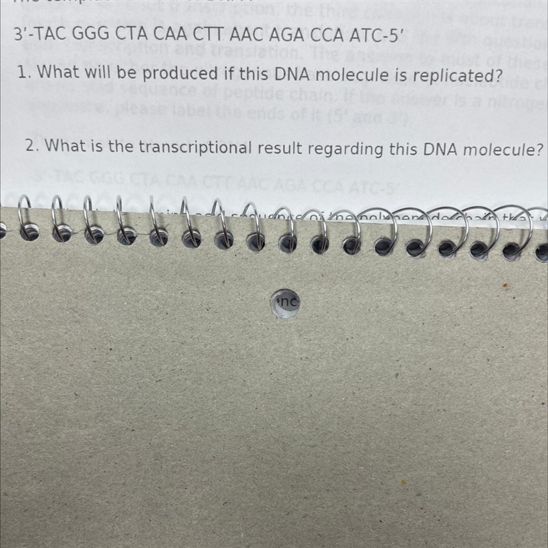 What will be produced if their DNA molecule is replicated?-example-1