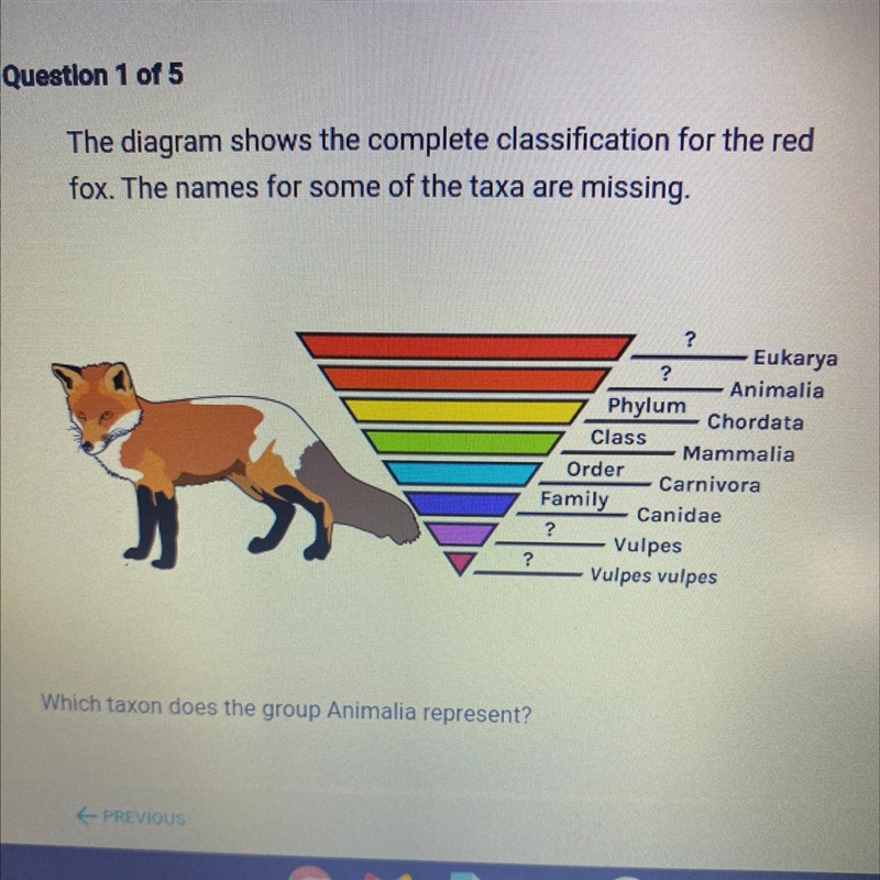 Answer options A. Phylum B. Species C. Genus D. Kingdom-example-1