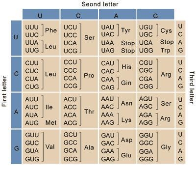 Using the codon chart above, give one start codon and one stop codon. *-example-1