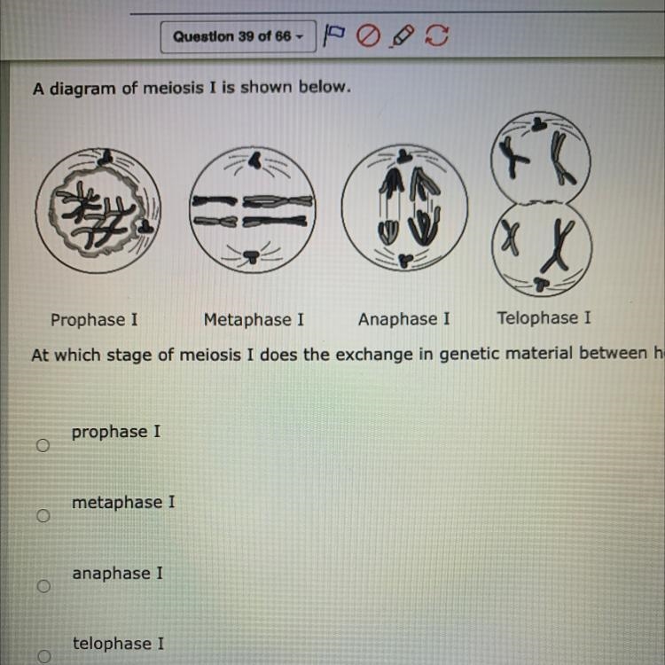 PLEASE HELP ASAP A diagram of meiosis I is shown below. At which stage of meiosis-example-1