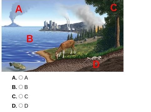 At which labeled point in this image is carbon moving from the atmosphere to the biosphere-example-1