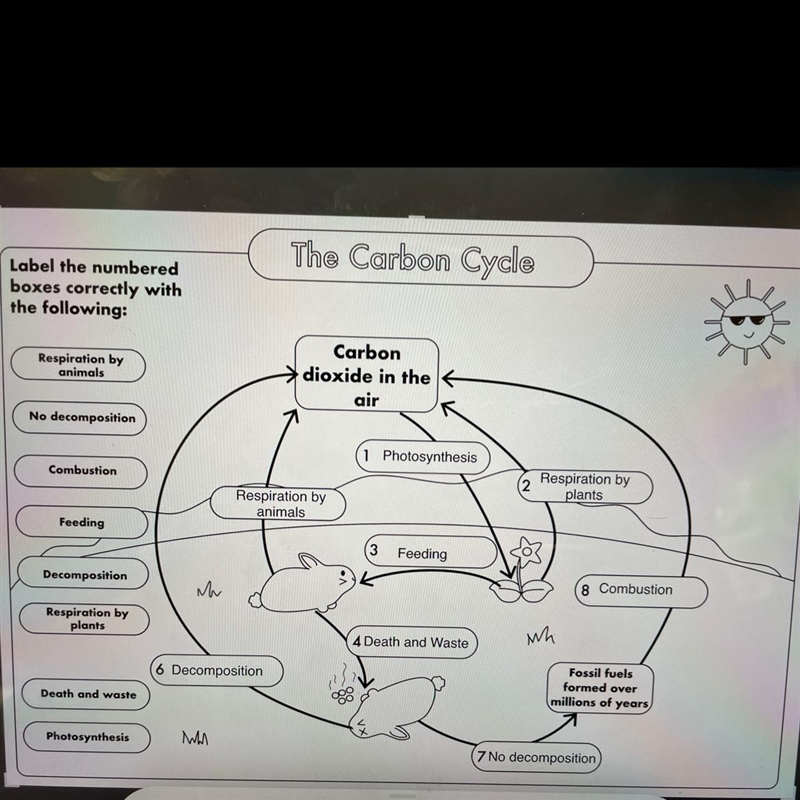 The carbon cycle Wondering if the answers are right?-example-1