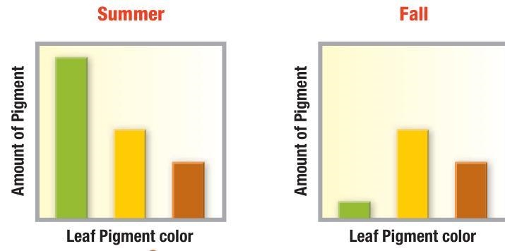 How do the amounts of green pigment, chlorophyll, differ from summer to fall?-example-1