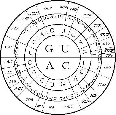 According to the Genetic Code Chart which of the following Amino acid sequences corresponds-example-1