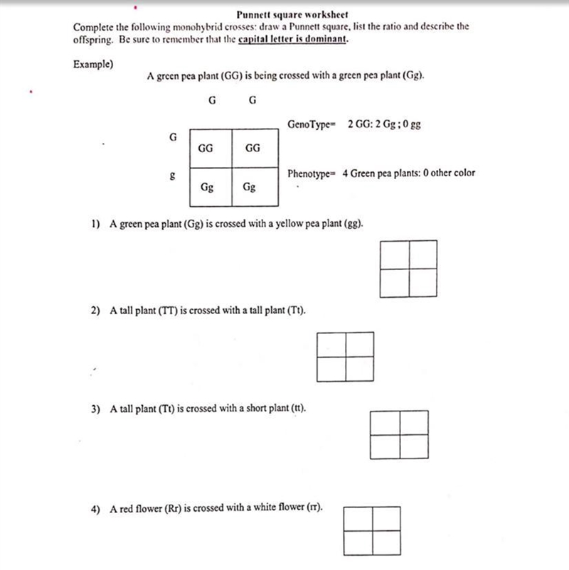 Punnet Worksheet. Please help if anyone has ever done this.-example-1