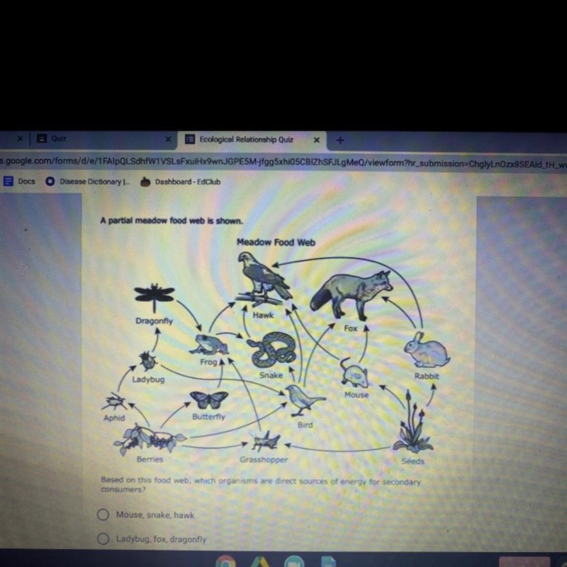 Based on this food web, which organisms are direct sources of energy for secondary-example-1