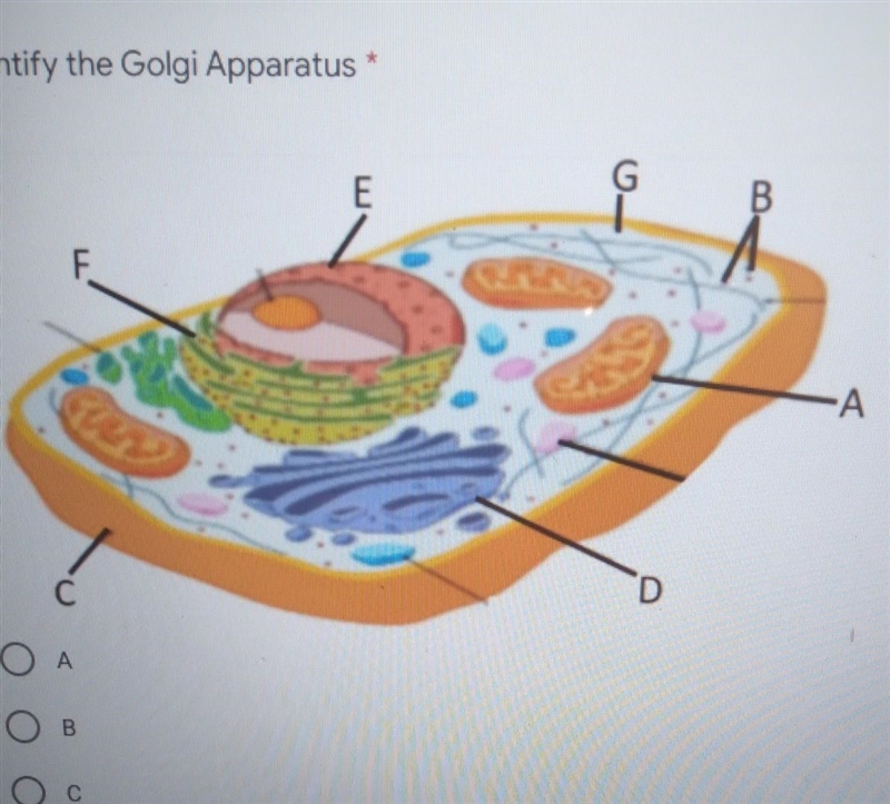 PLS HELP Identify the Golgi Apparatus ​-example-1